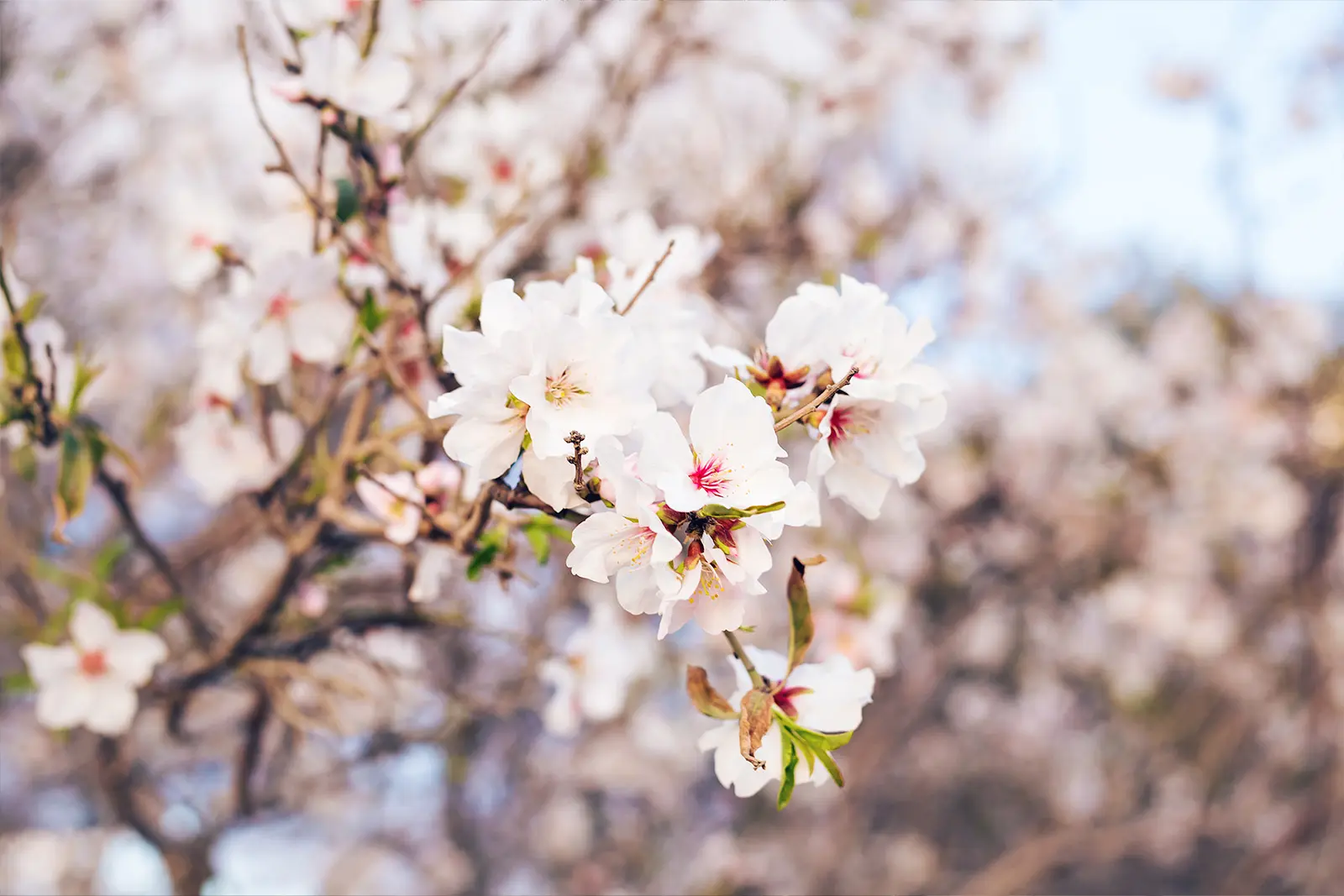 Flor ametlla - Unió